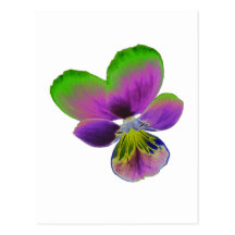 Purple and Green Pansy Postcard