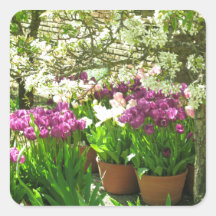 Purple and Pink Tulips Sticker