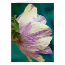 purple and white anenome