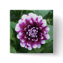 Purple and White Dahlia Pinback Buttons
