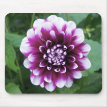 Purple and White Dahlia Mousepad
