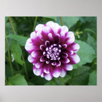 Purple and White Dahlia Posters