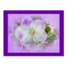 Purple and White Fancy African Violets Post Cards