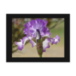 Purple and White Iris Flower Postcard