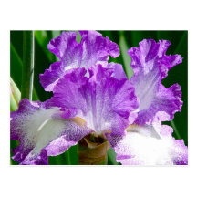 Purple and White Iris Postcard
