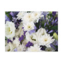 Purple and Whites postcards