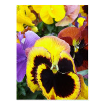 Purple and Yellow Pansy Flowers Postcards