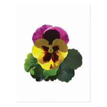 Purple and Yellow Pansy Postcards