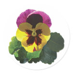 Purple and Yellow Pansy stickers