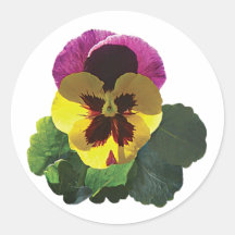 Purple and Yellow Pansy Stickers