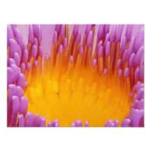 Purple and Yellow Water Lily Flower Blossom Photo Art
