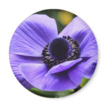 Purple Anemone Refrigerator Magnet