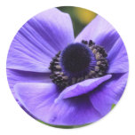 Purple Anemone Sticker