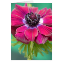 purple anenome card