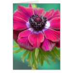 purple anenome cards