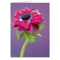 purple anenome card