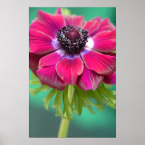 purple anenome poster