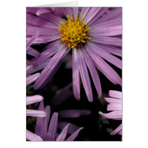 Purple Aster