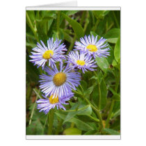 Purple Aster Card