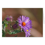 Purple Aster cards