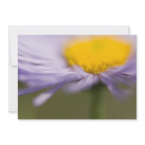Purple Aster • Card / Invitation