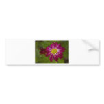 Purple Aster Flower Close up