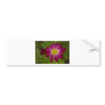 Purple Aster Flower Close up