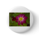 Purple Aster Flower Close up