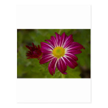 Purple Aster Flower Close up Post Card