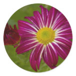 Purple Aster Flower Close up