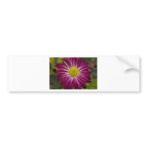 Purple Aster Flower Power