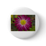 Purple Aster Flower Power