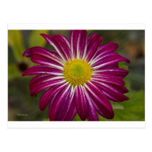 Purple Aster Flower Power Postcard