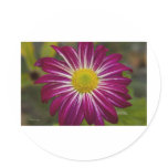 Purple Aster Flower Power