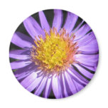 Purple Aster Magnet