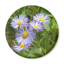 Purple Aster Refrigerator Magnets