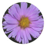 Purple Aster magnet stickers