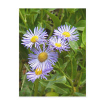 Purple Aster Post Card
