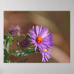 Purple Aster posters