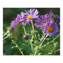 Purple Aster Print Photo
