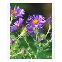 Purple Aster Print Photo Art