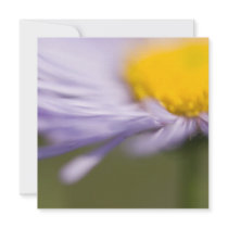 Purple Aster • Square Card / Invitation
