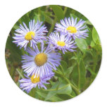 Purple Aster stickers