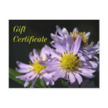 Purple Asters Gift Certificate Postcard