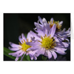 Purple Asters I