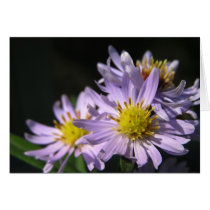 Purple Asters I