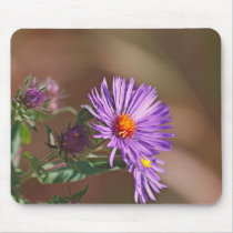 Purple Asters