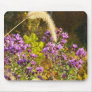 Purple Asters
