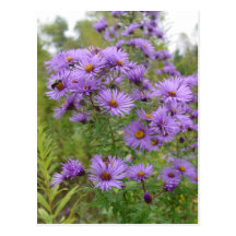 Purple Asters Post Cards