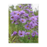 Purple Asters Post Cards